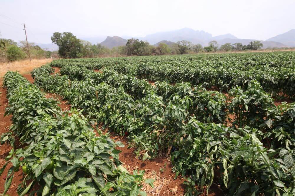 Farms and Small Holdings area